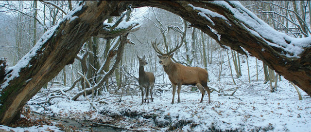 Corpo e anima – La recensione del film vincitore dell’Orso d’Oro a Berlino 2017